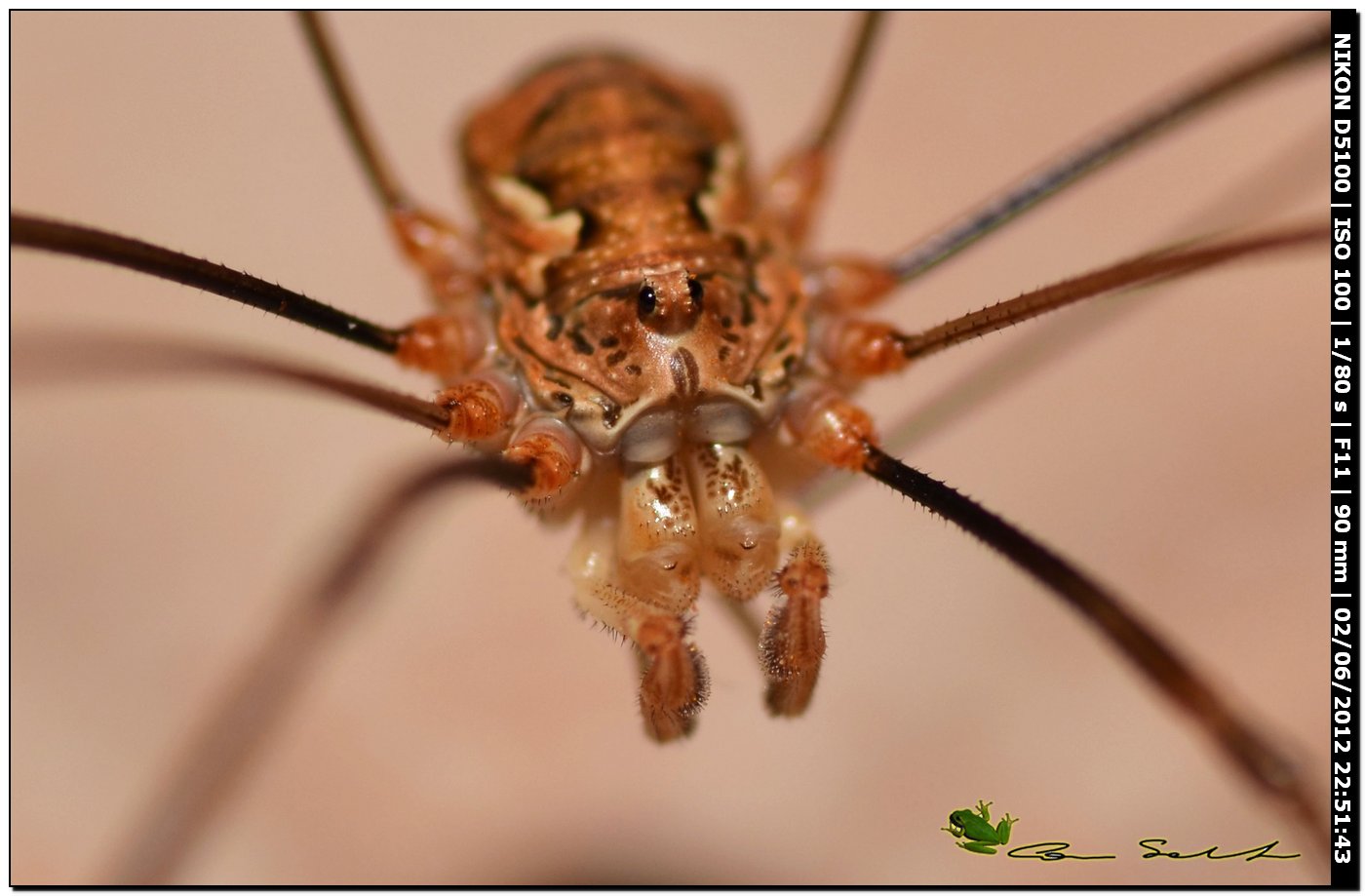 Dasylobus argentatus da Usini 137